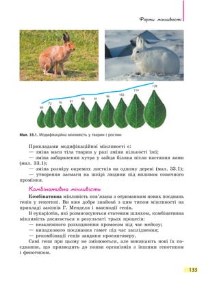 Форми мінливості
133
Прикладами модифікаційної мінливості є:
— зміна маси тіла тварин у разі зміни кількості їжі;
— зміна забарвлення хутра у зайця біляка після настання зими
(мал. 33.1);
— зміна розміру окремих листків на одному дереві (мал. 33.1);
— утворення засмаги на шкірі людини під впливом сонячного
проміння.
Комбінативна мінливість
Комбінативна мінливість пов’язана з отриманням нових поєднань
генів у генотипі. Ви вже добре знайомі з цим типом мінливості на
прикладі законів Г. Менделя і взаємодії генів.
В еукаріотів, які розмножуються статевим шляхом, комбінативна
мінливість досягається в результаті трьох процесів:
— незалежного розходження хромосом під час мейозу;
— випадкового поєднання гамет під час запліднення;
— рекомбінації генів завдяки кросинговеру.
Самі гени при цьому не змінюються, але виникають нові їх по-
єднання, що призводить до появи організмів з іншими генотипом
і  фенотипом.
Мал. 33.1. Модифікаційна мінливість у тварин і рослин
60
72 76 81
89 91
96
102
114
128
 