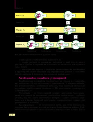 Тема 5
134
Прикладами комбінативної мінливості є:
— поява рослин із рожевими квітками в разі схрещування
рослин з білими й червоними квітками за неповного домінування
(мал.  33.2);
— поява рослин гороху із жовтими зморшкуватими насінинами
у другому поколінні нащадків від схрещування рослин із зеленими
зморшкуватими й жовтими гладенькими насінинами.
Комбінативна мінливість у прокаріотів
Комбінативна мінливість трапляється не тільки в еукаріотів,
які здійснюють її під час статевого розмноженя. У мікроорганізмів,
які розмножуються нестатевим шляхом, теж виникли спеціальні
механізми комбінативної мінливості. Це кон’югація, трансдукція
і  трансформація.
Кон’югація — це безпосередній контакт між двома бактеріаль-
ними клітинами за допомогою спеціальних порожнистих трубочок
(F-пілі), під час якого генетичний матеріал з однієї клітини пере-
носиться в іншу. Зазвичай кон’югація контролюється генами, які
розташовані в плазміді.
Трансформація — це перенесення ДНК, яка була ізольована,
із одних бактеріальних клітин до інших бактеріальних клітин. Най-
частіше вона відбувається після загибелі бактеріальних клітин. Після
Мал. 33.2. Комбінативна мінливість у рослин гороху
AA
AA
A
A A
a
a a
Гомозигота ГомозиготаГетерозигота Гетерозигота
Батьки (P)
Гамети (G)
Гамети (G)
Гібриди (F2
)
Гібриди (F1
)
Aa
AaAa
Aa aa
aa
 