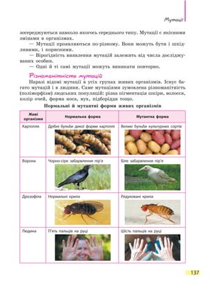 Мутації
137
зосереджуються навколо якогось середнього типу. Мутації є якісними
змінами в організмах.
— Мутації проявляються по-різному. Вони можуть бути і шкід-
ливими, і корисними.
— Вірогідність виявлення мутацій залежить від числа досліджу-
ваних особин.
— Одні й ті самі мутації можуть виникати повторно.
Різноманітність мутацій
Наразі відомі мутації в усіх групах живих організмів. Існує ба-
гато мутацій і в людини. Саме мутаціями зумовлена різноманітність
(поліморфізм) людських популяцій: різна пігментація шкіри, волосся,
колір очей, форма носа, вух, підборіддя тощо.
Нормальні й мутантні форми живих організмів
Живі
організми
Нормальна форма Мутантна форма
Картопля Дрібні бульби дикої форми картоплі Великі бульби культурних сортів
Ворона Чорно-сіре забарвлення пір’я Біле забарвлення пір’я
Дрозофіла Нормальні крила Редуковані крила
Людина П’ять пальців на руці Шість пальців на руці
 