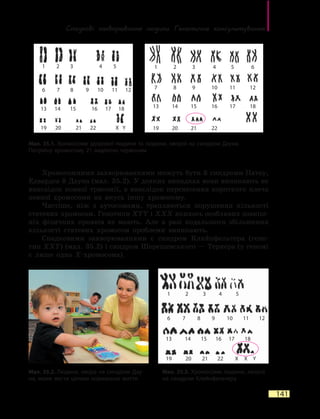 Спадкові захворювання людини. Генетичне консультування
141
Хромосомними захворюваннями можуть бути й синдроми Патау,
Едвардса й Дауна (мал. 35.2). У деяких випадках вони виникають не
внаслідок повної трисомії, а внаслідок перенесення короткого плеча
певної хромосоми на якусь іншу хромосому.
Частіше, ніж з аутосомами, трапляються порушення кількості
статевих хромосом. Генотипи XYY і XXX якихось особливих зовніш-
ніх фізичних проявів не мають. Але в разі подальшого збільшення
кількості статевих хромосом проблеми виникають.
Спадковими захворюваннями є синдром Кляйнфельтера (гено-
тип XXY) (мал. 35.2) і синдром Шерешевського — Тернера (у геномі
є  лише одна Х-хромосома).
Мал. 35.1. Хромосоми здорової людини та людини, хворої на синдром Дауна.
Потрійну хромосому 21 виділено червоним
Мал. 35.2. Людина, хвора на синдром Дау-
на, може вести цілком нормальне життя
Мал. 35.3. Хромосоми людини, хворої
на синдром Кляйнфельтера
1
1
6
13
19 20 21 22 X X Y
14 15 16 17 18
2
7
3
8
4
9
5
10 11 12
1
7
13
19
2
8
14
20
3
9
15
21
4
10
16
22
5
11
17
6
12
18
6
13
19 20 21 22 X Y
14 15 16 17 18
7 8 9 10 11 12
2 3 4 5
 