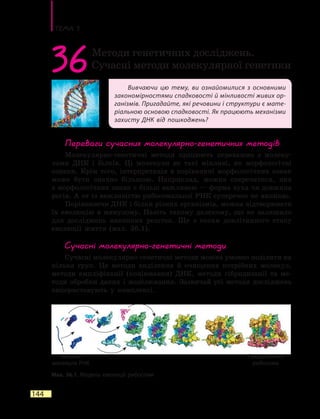 Тема 5
144
Вивчаючи цю тему, ви ознайомилися з основними
закономірностями спадковості й мінливості живих ор-
ганізмів. Пригадайте, які речовини і структури є мате-
ріальною основою спадковості. Як працюють механізми
захисту ДНК від пошкоджень?
36Методи генетичних досліджень.
Сучасні методи молекулярної генетики
Переваги сучасних молекулярно-генетичних методів
Молекулярно-генетичні методи працюють переважно з молеку-
лами ДНК і білків. Ці молекули не такі мінливі, як морфологічні
ознаки. Крім того, інтерпретація в порівнянні морфологічних ознак
може бути значно більшою. Наприклад, можна сперечатися, яка
з морфологічних ознак є більш важливою — форма вуха чи довжина
рогів. А от із важливістю рибосомальної РНК суперечок не виникає.
Порівнюючи ДНК і білки різних організмів, можна відтворювати
їх еволюцію в минулому. Навіть такому далекому, що не залишило
для досліджень викопних решток. Ще з епохи доклітинного етапу
еволюції життя (мал. 36.1).
Сучасні молекулярно-генетичні методи
Сучасні молекулярно-генетичні методи можна умовно поділити на
кілька груп. Це методи виділення й очищення потрібних молекул,
методи ампліфікації (копіювання) ДНК, методи гібридизації та ме-
тоди обробки даних і моделювання. Зазвичай усі методи досліджень
використовують у комплексі.
Мал. 36.1. Модель еволюції рибосоми
Вихідна
молекула РНК
Еукаріотична
рибосома
 