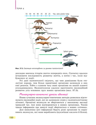 Тема 6
150
докладно вивчила історію життя попередніх епох. Спочатку вдалося
встановити послідовність розвитку життя, а потім і час, коли від-
бувалися ці події.
Усі дані палеонтології свідчать, що чим давнішими були гео-
логічні породи, тим більш примітивні організми залишали в них
свої рештки. Тобто з плином часу живі організми на нашій планеті
ускладнювалися. Палеонтологам удалося простежити еволюційний
розвиток усіх основних груп живих організмів (мал. 37.5).
Молекулярно-генетичні докази еволюції
Поява сучасних молекулярно-генетичних методів дозволила відсте-
жувати еволюційні події, які не залишили слідів у палеонтологічному
літописі. Органічні молекули не зберігаються у викопному вигляді
тривалий час. Але вони відтворюються в живих організмах. Таким
чином інформація про минулі події зберігається в живих клітинах.
Для виявлення цієї інформації беруть різні організми та порів-
нюють молекули, які вони виробляють (нуклеїнові кислоти й білки).
Мал. 37.5. Еволюція китоподібних за даними палеонтології
Індохіус
Гіпопотам
Пакіцетус
Амбулоцетус
Кутхіцетус
Родоцетус
Дорудон
Зубаті кити
Вусаті кити
55 50 45 40 35 30 25 Час, млн років тому
 