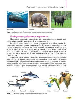 Адаптації — результат еволюційного процесу
161
Конвергенція, дивергенція, паралелізм
Наслідком адаптацій організмів до умов середовища стали про-
цеси конвергенції, дивергенції та паралелізму.
За умов, коли споріднені види потрапляють у різні умови іс-
нування, виникає явище дивергенції. Це процес, унаслідок якого
однакові органи у різних організмів зовні починають відрізнятися,
хоча й зберігають схожі риси внутрішньої будови (так звані гомо-
логічні органи). У разі дивергенції споріднені види стають несхо-
жими (як кити, бегемоти й лосі, які походять від спільного предка)
(мал.  41.2).
В умовах, коли далекі одна від одної систематичні групи організ-
мів починають пристосовуватися до однакових умов, виникає явище
конвергенції. Це процес формування схожих ознак у далеких за рівнем
спорідненості груп організмів. У такий спосіб виникають так звані ана-
логічні органи. У разі конвергенції види стають схожими (мал. 41.3).
Кашалот Бегемот Лось
Мал. 41.2. Дивергенція. Тварини, які походять від спільного предка
Мал. 41.3. Конвергенція у плаваючих та літаючих організмів
Риби Рептилії Ссавці Птахи Рептилії Ссавці
Акула Сіалія
Птерозавр
Кажан
Іхтіозавр
Дельфін
 