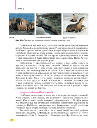 Тема 6
162
Паралелізм виникає тоді, коли до схожих умов пристосовуються
досить близькі за походженням види. У разі зовнішньої і внутрішньої
подібності органи таких організмів можуть відрізнятися відмінними
способами адаптації до умов життя. Прикладом паралелізму є моржі,
справжні й вухаті тюлені. Ці три групи пристосовувалися до життя
у воді незалежно й дещо відмінними способами (мал. 41.4). Але всі
вони є представниками одного ряду.
Відмінність у пристосуванні до життя у воді добре видно на
прикладі справжніх та вухатих тюленів. Обидві ці групи під час
переходу до життя у воді стали використовувати для плавання
кінцівки, які перетворилися на ласти. Але у вухатих тюленів рух
у воді здійснюється переважно за рахунок передніх кінцівок, тому
вони в них дуже великі. А задні кінцівки переважно виконують
функцію рулів. Крім того, задні кінцівки активно використову-
ються під час руху по землі. У справжніх тюленів, навпаки, рух
у  воді головним чином забезпечують задні кінцівки разом із за-
дньою частиною тіла. Ці кінцівки не згинаються й участі в пере-
суванні по землі не беруть.
Сучасна еволюційна теорія
Найбільш поширеною в наш час є синтетична теорія еволюції.
Хоча існують і інші теорії, які пояснюють механізми процесів ево-
люції. Синтетична теорія еволюції сформувалася у 20–50-х роках
ХХ  століття під час об’єднання положень класичного дарвінізму та
генетики. Найбільш важливими для формування теорії розділами
генетики були теорія мутацій та популяційна генетика.
Значний внесок у розробку синтетичної теорії еволюції зробили
вчені Дж. Холдейн, Р. Фішер, Ф. Добжанський, М. Вавілов, С. Четве-
риков (мал. 41.5), О. Сєверцов, І. Шмальгаузен, Дж. Сімпсон та інші.
Мал. 41.4. Тварини, які незалежно пристосувалися до життя у воді
Морж Справжній тюлень Вухатий тюлень
 