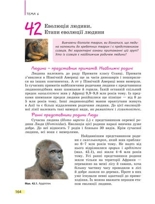 Тема 6
164
Вивчаючи біологію тварин, ви дізналися, що люди-
на належить до хребетних тварин і є представником
ссавців. Які характерні ознаки притаманні цій групі?
Хто із ссавців є найближчим родичем людини?
42Еволюція людини.
Етапи еволюції людини
Людина — представник приматів. Найближчі родичі
Людина належить до ряду Примати класу Ссавці. Примати
з’явилися в Північній Америці ще за часів динозаврів і поширили-
ся на інших континентах. А от у Північній Америці вони вимерли.
Із сучасних приматів найближчими родичами людини є представники
людиноподібних мавп шимпанзе й горили. Їхній останній спільний
предок накаліпітек жив у Африці 9,9–9,8 млн років тому. Із пред-
ками шимпанзе предки людини розійшлися ще пізніше — від 8 до
5  млн років тому. Інші людиноподібні мавпи орангутани живуть
в  Азії та є більш віддаленими родичами людини. До цієї еволюцій-
ної лінії належать такі вимерлі види, як рамапітек і гігантопітек.
Ранні представники родини Люди
Сучасна людина (Homo sapiens L.) є представником окремої ро-
дини Люди (Hominidae). Еволюція цієї родини наразі вивчена дуже
добре. До неї відносять 7 родів і близько 30 видів. Крім сучасної
людини, всі вони є вимерлими.
Найдавнішим представником роди-
ни є сахельантроп, який жив приблиз-
но 6–7 млн років тому. Не надто від
нього відрізнялися орорин і ардіпітек
(мал. 42.1), які жили 4–6 млн років
тому. Усі ранні представники родини
жили тільки на території Африки —
переважно на межі лісу й савани, хоча
більшу частину часу проводили в лісі
й добре лазили по деревах. Проте в них
уже існували певні адаптації до прямо-
ходіння. Їх можна вважати першим ета-
пом еволюції людини.Мал. 42.1. Ардіпітек
 