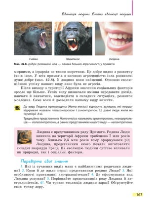 Еволюція людини. Етапи  еволюції  людини
167
мирними, а ієрархія не такою жорсткою. Це добре видно з розвитку
їхніх ікол. У всіх приматів з високою агресивністю ікла розвинені
дуже добре (мал. 42.8). У людини вони найменші. Основою еволю-
ційного успіху нашого виду явно була не агресія.
Після виходу з території Африки значення соціальних факторів
зросло ще більше. Успіх виду визначали вміння передавати досвід,
навчати й навчатися, взаємодіяти в складних ситуаціях, розвиток
мовлення. Саме вони й дозволили нашому виду вижити.
До виду Людина прямоходяча (Homo erectus) відносять залишки, які першо-
відкривачі назвали пітекантропом і синантропом. Ці давні люди жили на
території Азії.
Традиційно представників Homo erectus називають архантропами, неандерталь-
ців — палеоантропами, а ранніх представників нашого виду — неоантропами.
Людина є представником ряду Примати. Родина Люди
виникла на території Африки приблизно 7 млн років
тому. Близько 2,5 млн років тому сформувався рід
Людина, представники якого почали виготовляти
складні знаряддя праці. На еволюцію людини суттєво впливали
як природні, так і соціальні фактори.
Перевірте свої знання
1. Які із сучасних видів мавп є найближчими родичами люди-
ни? 2. Коли й де жили перші представники родини Люди? 3. Які
особливості притаманні австралопітекам? 4. Де сформувався вид
Людина розумна? 5. Порівняйте представників роду Людина й ав-
стралопітеків. 6*.  Чи триває еволюція людини зараз? Обґрунтуйте
свою точку зору.
Мал. 42.8. Добре розвинені ікла — ознака більшої агресивності у приматів
Павіан Шимпанзе Людина
 
