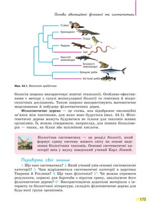 Основи еволюційної філогенії та  систематики
175
біологія широко використовує новітні технології. Особливо ефектив-
ними є методи з галузі молекулярної біології та генетики й мікро-
скопічних досліджень. Також широко використовують математичне
моделювання й побудову філогенетичних дерев.
Філогенетичне дерево — це схема, яка відображає еволюційні
зв’язки між таксонами, для яких воно будується (мал. 44.1). Філо-
генетичні дерева можуть будуватися не тільки для таксонів живих
організмів. Їх можна створювати, наприклад, для певних біополіме-
рів — таких, як білки або нуклеїнові кислоти.
Біологічна систематика — це розділ біології, який
формує єдину систему живого світу на основі виді-
лення біологічних таксонів. Основні систематичні ка-
тегорії ввів у науку шведський учений Карл Лінней.
Перевірте свої знання
1. Що таке систематика? 2. Який учений увів основні систематичні
категорії? 3. Чим відрізняються систематичні категорії в царствах
Тварини й Рослини? 4. Що таке філогенія? 5*. Чи можна отримати
результати, корисні для боротьби з вірусом грипу, аналізуючи його
філогенетичне дерево? 6*. Використовуючи додаткові матеріали з ін-
тернету та біологічної літератури, складіть філогенетичне дерево для
будь-якої групи організмів.
Мал. 44.1. Філогенія хребетних
Ссавці
Крокодили
Птахи
Ящірки
Змії
Хвостаті
земноводні
Безхвості
земноводні
Кісткові риби
Хрящові риби
 
