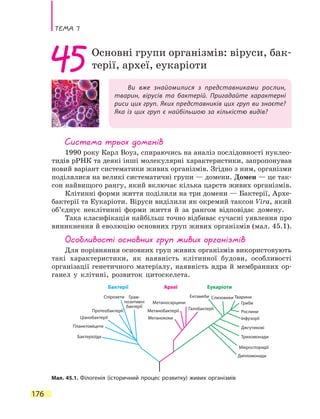 Тема 7
176
Ви вже знайомилися з представниками рослин,
тварин, вірусів та бактерій. Пригадайте характерні
риси цих груп. Яких представників цих груп ви знаєте?
Яка із цих груп є найбільшою за кількістю видів?
45Основні групи організмів: віруси, бак-
терії, археї, еукаріоти
Система трьох доменів
1990 року Карл Воуз, спираючись на аналіз послідовності нуклео-
тидів рРНК та деякі інші молекулярні характеристики, запропонував
новий варіант систематики живих організмів. Згідно з ним, організми
поділялися на великі систематичні групи — домени. Домен — це так-
сон найвищого рангу, який включає кілька царств живих організмів.
Клітинні форми життя поділили на три домени — Бактерії, Архе-
бактерії та Еукаріоти. Віруси виділили як окремий таксон Vira, який
об’єднує неклітинні форми життя й за рангом відповідає домену.
Така класифікація найбільш точно відбиває сучасні уявлення про
виникнення й еволюцію основних груп живих організмів (мал. 45.1).
Особливості основних груп живих організмів
Для порівняння основних груп живих організмів використовують
такі характеристики, як наявність клітинної будови, особливості
організації генетичного матеріалу, наявність ядра й мембранних ор-
ганел у клітині, розвиток цитоскелета.
Мал. 45.1. Філогенія (історичний процес розвитку) живих організмів
Бактерії Археї Еукаріоти
Бактеріоїди
Планктоміцети
Ціанобактерії
Протеобактерії
Метаносарцини
Метанобактерії
Метанококи
Галобактерії
Ентамеби Слизовики Тварини
Гриби
Рослини
Інфузорії
Джгутикові
Трихомонади
Дипломонади
Мікроспоридії
Спірохети Грам­
позитивні
бактерії
 
