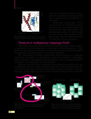Тема 1
18
CH2 CH3
CH
CH
CH3
H3
C
H3
C
CH2
CH2
S S
O
O
C OH
H
C
O
–
OCH2
CH2
CH2
CH2
NH2
+
CH2
CH2
що деякі ділянки можуть не утво-
рювати вторинних структур. Вони
так і залишаються лінійними ді-
лянками.
Вторинна структура білка
утво­рюється за допомогою водне-
вих зв’язків, які виникають між
амінокислотними залишками, що
розташовані поряд. З курсу хімії
ви вже знаєте, що водневі зв’язки
виникають між атомами Оксигену
й Гідрогену різних молекул.
Третинна й четвертинна структури білків
Третинна структура білка забезпечує розташування спіральних та
складчастих ділянок молекули у просторі в певному порядку. Утво-
рюється за допомогою зв’язків, що виникають між амінокислотними
залишками, які розташовані на великій відстані.
Це досягається шляхом стабілізації молекули білка у просторі
кількома способами: за допомогою водневого, йонного, дисульфід-
ного зв’язків та гідрофобної взаємодії (мал. 4.6). Але роль водневих
зв’язків у цій структурі не така значна.
Більше значення має утворення дисульфідних зв’язків, або ди­
сульфідних містків. Вони утворюються між двома радикалами амі-
нокислоти цистеїну внаслідок взаємодії атомів Сульфуру в цих ра-
дикалах. Дисульфідні зв’язки досить міцні й розриваються нелегко.
Мал. 4.6. Третинна структура білка. Ста-
білізація структури молекули різними
способами
Мал. 4.7. Четвертинна структура білка
глутамінсинтетази. Утворення білкового
комплексу з кількох білкових молекул
Гідрофобна
взаємодія
Дисульфідний
зв’язок
Водневі
зв’язки
Йонні
зв’язки Білкові молекули
Вигляд збоку Вигляд зверху
Мал. 4.5. Модель молекули білка з ділян-
ками, які мають різну вторинну структуру
α-спіральна
структура
β-складчаста
структура
Лінійні
ділянки
 