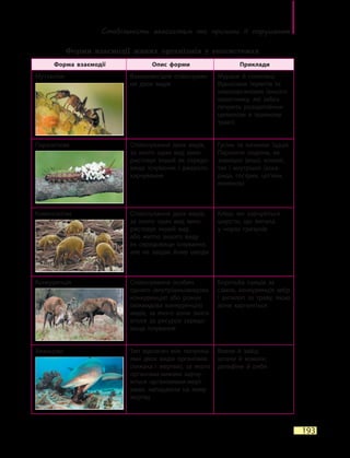 Стабільність екосистем та причини її  порушення
193
Форми взаємодії живих організмів у екосистемах
Форма взаємодії Опис форми Приклади
Мутуалізм Взаємовигідне співіснуван-
ня двох видів
Мурахи й попелиці.
Відносини термітів та
мікроорганізмів їхнього
кишечнику, які забез-
печують розщеплення
целюлози в травному
тракті
Паразитизм Співіснування двох видів,
за якого один вид вико-
ристовує інший як середо­
вище існування і джерело
харчування
Гусінь та личинки їздців.
Паразити людини, як
зовнішні (воші, клопи),
так і внутрішні (аска-
рида, гострик, ціп’яки,
ехінокок)
Коменсалізм Співіснування двох видів,
за якого один вид вико-
ристовує інший вид
або житло іншого виду
як середовище існування,
але не завдає йому шкоди
Кліщі, які харчуються
шерстю, що випала,
у  норах гризунів
Конкуренція Співіснування особин
одного (внутрішньовидова
конкуренція) або різних
(міжвидова конкуренція)
видів, за якого вони змага-
ються за ресурси середо­
вища існування
Боротьба самців за
самок, конкуренція зебр
і антилоп за траву, якою
вони харчуються
Хижацтво Тип відносин між популяці-
ями двох видів організмів
(хижака і жертви), за якого
організми-хижаки харчу-
ються організмами-жерт-
вами, нападаючи на живу
жертву
Вовки й зайці,
шпаки й  комахи,
дельфіни й риби
 