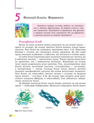 Тема 1
20
Вивчаючи травну систему людини, ви ознайоми-
лися з деякими ферментами, які беруть участь у про-
цесі травлення. Пригадайте ці ферменти. Яку функцію
в  травній системі вони виконують? Які ще ферменти
з вивчених раніше ви можете пригадати?
5 Функції білків. Ферменти
Класифікація білків
Білки за їхнім складом можна розділити на дві великі групи —
прості та складні. До складу простих білків входять тільки аміно-
кислоти. Такі білки ще називають протеїнами (мал. 5.1). Простими
білками є гістони, які становлять основу хромосом. До цієї самої
групи належать альбуміни і глобуліни, які містяться в плазмі крові.
Складні білки (протеїди) крім залишків амінокислот містять ще
й небілкову частину — простетичну групу. Такою групою може бути
як органічна, так і неорганічна молекула. Відповідно до складу
такої групи розрізняють різні протеїди. Так, нуклеопротеїди крім
білків містять нуклеїнові кислоти, глікопротеїди — вуглеводи,
а  ліпопротеїди — ліпіди. Складні білки також можуть містити
залишки ортофосфатної кислоти або атоми металічних елементів.
Такі білки, як гемоглобін, містять велику і складну за будовою
групу атомів — гем (мал. 5.2). До складу гему входить атом мета-
лічного елемента (Феруму в гемоглобіні). Гем забезпечує забарв-
лення молекули білка.
За формою молекули білки також можна поділити на дві великі
групи — глобулярні й фібрилярні. Молекули глобулярних білків мають
Мал. 5.1. Прості білки
ГлобулінКолагенІнсулін
 