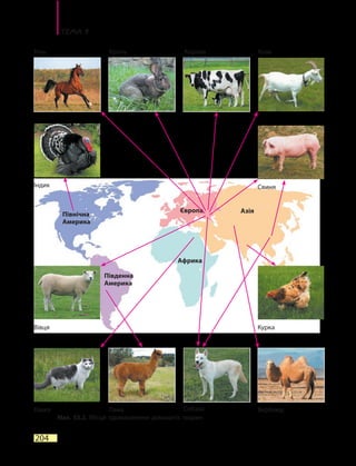 Тема 9
204
Мал. 53.2. Місця одомашнення домашніх тварин
Вівця
Кінь
Північна
Америка
Африка
Європа Азія
Південна
Америка
Лама
Кроль
Кішка
Корова
Верблюд
Курка
Коза
СвиняІндик
Собака
 