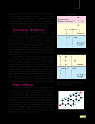 Ліпіди
29
подвійного зв’язку не дозволяє молеку-
лі набувати лінійної форми. Це впливає
на властивості речовини, наприклад, на її
температуру плавлення. Олії є рідкими за
кімнатної температури саме через наявність
таких кислот у складі їхніх молекул.
Тригліцериди і фосфоліпіди
Спирт гліцерол має три ОН-групи, які
можуть взаємодіяти з кислотами. Тому до
нього можуть приєднатися три молекули
жирних кислот (такі сполуки називають
тригліцеридами). Але в багатьох випадках
до молекули гліцеролу приєднуються тільки
дві молекули жирних кислот. А третя ОН-
група взаємодіє з молекулою ортофосфатної
кислоти (такі сполуки називають фосфоліпі­
дами) (мал. 7.3).
Відмінність у будові тригліцеридів та фос-
фоліпідів зумовлює відмінність їхніх власти-
востей. Тригліцериди з водою взаємодіють
погано (мають гідрофобні властивості). А от
залишок ортофосфатної кислоти в молекулах
фосфоліпідів з водою взаємодіє добре (має
гідрофільні властивості). Тому молекули фос-
фоліпідів мають двоякі властивості. З одного
боку, їхні молекули гідрофільні, а з іншо-
го — гідрофобні. Саме ця особливість зроби-
ла фосфоліпіди основою клітинних мембран.
Воски і стероїди
У складі восків і стероїдів глицерол від-
сутній. Воски є сполуками жирних кислот
з іншими спиртами, які мають довгі молеку-
ли і лише одну ОН-групу. Тому у складі мо-
лекул кожного з восків є лише одна молеку-
ла жирної кислоти й одна молекула спирту.
Стероїди не містять ані жирних кислот,
ані спиртів. Вони є полімерами вуглеводню
ізопрену (C5
H8
). Їхній скелет з атомів Кар-
бону утворює кілька кільцевих структур,
об’єднаних в одне ціле (мал. 7.4). Мал. 7.4. Модель молекули стероїду
Мал. 7.3. Будова молекул тригліце-
риду і фосфоліпіду
Тригліцерид
Фосфоліпід
Залишок орто-
фосфатної кислоти
Гліцерол
Гліцерол
Дві жирні
кислоти
Три жирні
кислоти
 