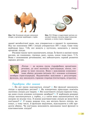 Ліпіди
31
званої метаболічної води, яка утворюється в процесі їх окиснення.
Під час окиснення 100 г ліпідів утворюється 107 г води. Саме тому
верблюди (мал. 7.6), які живуть у пустелях, запасають у своєму
організмі ліпіди.
Рослини також часто накопичують ліпіди. Їх багато в насінні таких
рослин, як соняшник, гірчиця, рапс, какао, кокос тощо (мал.  7.7).
Вони є поживними речовинами, які забезпечують гарний розвиток
зародка рослин.
Ліпіди — це велика група гідрофобних органічних
речовин, до якої належать тригліцериди, воски, сте-
роїди та інші сполуки. Вони є важливими компонен-
тами обміну речовин (вітамін A) і основою клітинних
мембран (тригліцериди). Надзвичайно важливою є регуляторна
функція, яку виконують гормони стероїди (тестостерон, естроген).
Перевірте свої знання
1. На які групи поділяються ліпіди? 2. Які функції виконують
ліпіди в організмах рослин? 3. На конкретних прикладах поясніть
значення ліпідів для тварин. 4. Які властивості ліпідів сприяли тому,
що вони стали основою клітинних мембран? 5. У верблюдів резервні
ліпіди накопичуються у горбах, а у китів вони накопичуються під
шкірою по всьому тілу. З якими властивостями ліпідів це може бути
пов’язано? 6*. У комах жирове тіло, яке містить багато ліпідів, ви-
конує, у тому числі, й функцію виділення, відкладаючи в собі про-
дукти обміну. Чи пов’язана можливість виконання такої функції із
властивостями ліпідів?
Мал. 7.7. Ліпіди в ендоспермі насінин ко-
косової пальми спочатку рідкі (кокосове
молоко), а потім стають твердими
Мал. 7.6. Основним місцем запасання
ліпідів у організмі верблюдів є горби
 