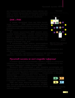 Нуклеїнові кислоти. АТФ
33
що утворюються таким чином, мають вигляд лан-
цюга, в якому нуклеотиди розташовані послідовно
один за одним. Їх кількість в  одній молекулі біо-
полімера може досягати кількох мільйонів.
ДНК і РНК
У живих організмах існує два типи нуклеї-
нових кислот — РНК (рибонуклеїнова кислота)
і ДНК (дезоксирибонуклеїнова кислота). Вони від-
різняються між собою за складом і особливостями
будови.
До складу нуклеотидів ДНК входить моно-
сахарид дезоксирибоза і чотири нітрогеновмісні
основи  — аденін, тимін, цитозин і гуанін. А самі
молекули ДНК зазвичай складаються з двох лан-
цюжків нуклеотидів, які з’єднані між собою вод-
невими зв’язками (мал. 8.3).
У нуклеотидах РНК замість дезоксирибози
міститься моносахарид рибоза, а замість тиміну —
урацил. Молекула РНК зазвичай складається з од-
ного ланцюжка нуклеотидів, різні фрагменти якого утворюють між
собою водневі зв’язки.
Між гуаніном і цитозином утворюються три такі зв’язки, а між
аденіном і тиміном або аденіном і урацилом — два.
Нуклеїнові кислоти як носії спадкової інформації
Головною функцією нуклеїнових кислот є робота зі спадковою
інформацією. Вони її зберігають і відтворюють. Збереженню й від-
творенню інформації сприяє будова ДНК.
Молекула ДНК складається з двох ланцюгів нуклеотидів, які
з’єднуються за принципом комплементарності (доповнення). Навпроти
кожного нуклеотиду одного ланцюга розміщується той нуклеотид, який
йому відповідає. Навпроти аденілового — тимідиловий, а  навпроти
цитиділового  — гуаніловий (мал. 8.4). Тому в  мо-
лекулах ДНК кількість аденілових нуклеотидів за-
вжди дорівнює кількості тимідилових нуклеотидів,
а кількість гуанілових — кількості цитиділових.
РНК теж може зберігати спадкову інформа-
цію. Але вона робить це не так надійно, як ДНК,
тому такий спосіб зберігання використовує тільки
частина вірусів.
Мал. 8.4. Комплементар­
ність нуклеотидів
А Т
ГЦ
А
Г
Т А
Ц
Т
Мал. 8.3. Схема дволанцю­
гової молекули ДНК
Нуклеотид
Водневі
зв’язки
Ланцюжки
 