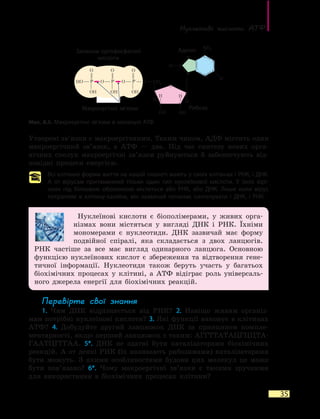 Нуклеїнові кислоти. АТФ
35
Утворені зв’язки є макроергічними. Таким чином, АДФ містить один
макроергічний зв’язок, а АТФ — два. Під час синтезу нових орга-
нічних сполук макроергічні зв’язки руйнуються й забезпечують від-
повідні процеси енергією.
Всі клітинні форми життя на нашій планеті мають у своїх клітинах і РНК, і ДНК.
А  от вірусам притаманний тільки один тип нуклеїнової кислоти. У їхніх вірі-
онах під білковою оболонкою міститься або РНК, або ДНК. Лише коли вірус
потрапляє в клітину-хазяїна, він зазвичай починає синтезувати і ДНК, і РНК.
Нуклеїнові кислоти є біополімерами, у живих орга-
нізмах вони містяться у вигляді ДНК і РНК. Їхніми
мономерами є нуклеотиди. ДНК зазвичай має форму
подвійної спіралі, яка складається з двох ланцюгів.
РНК частіше за все має вигляд одинарного ланцюга. Основною
функцією нуклеїнових кислот є збереження та відтворення гене-
тичної інформації. Нуклеотиди також беруть участь у багатьох
біохімічних процесах у клітині, а АТФ відіграє роль універсаль-
ного джерела енергії для біохімічних реакцій.
Перевірте свої знання
1. Чим ДНК відрізняється від РНК? 2. Навіщо живим організ-
мам потрібні нуклеїнові кислоти? 3. Які функції виконує в клітинах
АТФ? 4. Добудуйте другий ланцюжок ДНК за принципом компле-
ментарності, якщо перший ланцюжок є таким: АГГТТАТАЦГЦЦТА-
ГААТЦГГГАА. 5*. ДНК не здатні бути каталізаторами біохімічних
реакцій. А от деякі РНК (їх називають рибозимами) каталізаторами
бути можуть. З якими особливостями будови цих молекул це може
бути пов’язано? 6*. Чому макроергічні зв’язки є такими зручними
для використання в біохімічних процесах клітини?
Мал. 8.5. Макроергічні зв’язки в молекулі АТФ
Макроергічні зв’язки Рибоза
АденінЗалишки ортофосфатної
кислоти
 