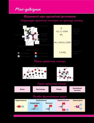 38
Відомості про органічні речовини
Розгорнута
структурна
формула
Скорочена
структурна
формула
Молекулярна
формула
Структура органічної молекули на прикладі аланіну
NH2
–СH(СН3
)–СООН
C3
H7
NO2
H3
С–С–СООН
NH2
H
Карбоновий ланцюг
Карбоксильна група
Аміногрупа
Радикал
Одинарний
зв’язок
Подвійний
зв’язок
Обов’язкова складова
Форми органічних молекул
Лінійна Кільцева
Групи органічних сполук
Білки Вуглеводи Ліпіди
Нуклеїнові
кислоти
Основні функціональні групи
КарбонільнаГідроксильна
Альдегідна
Аміногрупа
Кетонна
Карбоксильна
Модель молекули
Атом Карбону Атом Оксигену
Атом Гідрогену Атом Нітрогену
Міні-довідник
H
H
H
NС
O
С
O
С
O
O H
O H
H
H
H
NС
O
С
O
С
O
O H
O H
H
H
H
NС
O
С
O
С
O
O H
O H
H
H
H
NС
O
С
O
С
O
O H
O H
H
H
H
NС
O
С
O
С
O
O H
O H
 