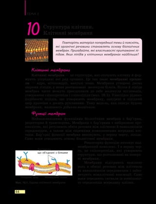 Тема 2
44
Повторіть матеріал попередньої теми й поясніть,
які органічні речовини становлять основу біологічних
мембран. Пригадайте, які властивості притаманні лі-
підам. Яких ліпідів у клітинних мембранах найбільше?
10 Структура клітини.
Клітинні мембрани
Клітинні мембрани
Клітинні мембрани — це структури, які оточують клітину й фор-
мують усередині неї ряд органел. Це так звані мембранні органе-
ли  — ядро, мітохондрії, вакуолі тощо. Мембрани утворені двома
шарами ліпідів, у яких розташовані молекули білків. Білки й ліпіди
мембран часто можуть приєднувати до себе молекули вуглеводів,
утворюючи глікопротеїди і гліколіпіди (мал. 10.1). Унаслідок рідино­
подібності ліпідів, що утворюють мембрану, занурені в ліпідний
шар протеїни є досить рухливими. Тому модель, яка описує будову
мембрани, називають рідинно-мозаїчною.
Функції мембран
Найважливішими функціями біологічних мембран є бар’єрна,
рецепторна й транспортна. Мембрани є бар’єрами з вибірковою про-
никністю, які регулюють обмін речовин між клітиною й навколишнім
середовищем, а також між окремими компонентами всередині клі-
тини. Бар’єрні функції мембран виконують, у першу чергу, ліпіди.
Саме вони утворюють основу біологічної мембрани.
Рецепторну функцію виконує над-
мембранний комплекс. І в першу чер-
гу, це глікопротеїди, які утворюють
структури, що розташовані на поверх-
ні мембрани.
Мембрани відіграють важливу
роль в обміні речовин між клітиною
та навколишнім середовищем і забез-
печують міжклітинні взаємодії. Саме
вони передають сигнали із зовнішньо-
го середовища всередину клітин.Мал. 10.1. Будова клітинної мембрани
Мембранні білкиЛіпідний  шар
Вуглеводи,
що об’єднані з білками
 