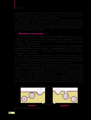 Тема 2
46
всередині великих молекул білка. Її можуть здійснювати також спе-
ціальні білки-переносники. Так транспортуються малі органічні мо-
лекули (глюкоза, деякі амінокислоти тощо).
Надзвичайно важливим для клітин є транспорт молекул води
через мембрани. Його особливістю є те, що переносити через мем­
брану треба тільки молекули води, перешкоджаючи перенесенню роз-
чинених у ній речовин. Цей процес здійснюють спеціальні мембранні
білки аквапорини (мал. 10.2).
Активний транспорт
Активний транспорт через клітинну мембрану здійснюється з до-
помогою спеціальних білкових комплексів або у формі екзо- чи ен-
доцитозу. Так переміщуються йони та великі молекули, для яких
мембрана є непроникною.
Мембранний транспорт до клітини називається ендоцитозом.
Мембранний транспорт із клітини — екзоцитозом (мал. 10.3). Транс­
порт твердих частинок — це фагоцитоз, а транспорт рідких речовин
і крапель — піноцитоз.
Прикладом активного транспорту речовин через мембрану клі-
тини є робота натрій-калієвого насосу. Клітині для нормального
функціонування необхідно підтримувати певне співвідношення йонів
Na+
і K+
у її цитоплазмі та позаклітинному середовищі.
Перенесення йонів Na+
і K+
здійснюється білком, який розташова-
ний у клітинній мембрані. Цей білок перекачує йони Na+
з клітини,
йони K+
— у клітину. Перенесення цих йонів відбувається із зони
з низькою концентрацією йонів у зону з високою їх концентрацією
(йонів K+
більше в клітині, а йонів Na+
— поза клітиною). Для
здійснення цього процесу використовується енергія молекул АТФ.
За один цикл роботи насос викачує з клітини 3Na+
та закачує
2K+
(мал. 10.4). Тому на зовнішньому боці мембрани накопичується
Мал. 10.3. Схема екзо- та ендоцитозу
Екзоцитоз Ендоцитоз
Зовнішньоклітинний простір
Цитоплазма
 