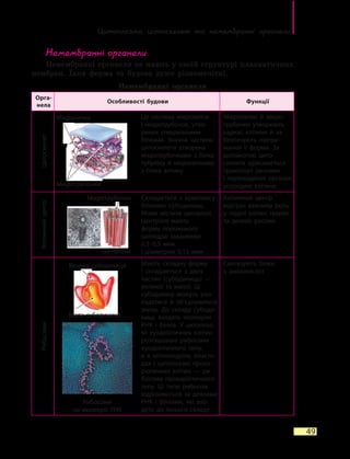 Цитоплазма, цитоскелет та немембранні органели
49
Немембранні органели
Немембранні органели не мають у своїй структурі плазматичних
мембран. Їхня форма та будова дуже різноманітні.
Немембранні органели
Орга-
нела
Особливості будови Функції
Цитоскелет
Це система мікрониток
і  мікротрубочок, утво-
рених спеціальними
білками. Значна частина
цитоскелета утворена
мікротрубочками з білка
тубуліну й мікронитками
з  білка актину
Мікронитки й мікро-
трубочки утворюють
каркас клітини й  за-
безпечують підтри-
мання її форми. За
допомогою цито­
скелета здійснюється
транспорт речовин
і  переміщення органел
усередині клітини
Клітиннийцентр
Складається з комплексу
білкових субодиниць.
Може містити центріолі.
Центріолі мають
форму порожнього
циліндра завдовжки
0,3–0,5 мкм
і діаметром 0,15 мкм
Клітинний центр
відіграє важливу роль
у  поділі клітин тварин
та  деяких рослин
Рибосоми
Мають складну форму
і  складаються з двох
частин (субодиниць)  —
великої та малої. Ці
субодиниці можуть роз-
падатися й об’єднуватися
знову. До  складу субоди-
ниць входять молекули
РНК і білків. У цитоплаз-
мі еукаріотичних клітин
розташовані рибосоми
еукаріотичного типу,
а  в  мітохондріях, пласти-
дах і цитоплазмі прока-
ріотичних клітин — ри-
босоми прокаріотичного
типу. Ці  типи рибосом
відрізняються за деякими
РНК і білками, які вхо-
дять до їхнього складу
Синтезують білки
з  амінокислот
Мікронитки
Мікротрубочки
Мікротрубочки
Центріоля
Велика субодиниця
Мала субодиниця
Рибосоми
на молекулі РНК
 