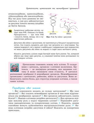 Цитоплазма, цитоскелет та немембранні органели
51
ят­никоподібною, крюкоподібною,
лійкоподібною або хвилеподібною.
Під час руху їхня довжина не змі-
нюється, а сам рух забезпечується
за рахунок їхнього вигину (подібно
до биття батога).
Еукаріотичні рибосоми містять чо-
тири типи РНК і близько ста білків.
Прокаріотичні — три типи РНК
і  кількість білків, меншу, ніж в еу-
каріотичних рибосом.
Джгутики або війки є органелами, які трапляються у більшості еукаріотичних
клітин. Але існують еукаріоти, для яких такі органели не є властивими. Так,
червоні водорості, які є однією з найбільших і найдавніших груп водоростей,
не мають джгутиків або війок на жодній зі стадій свого життєвого циклу.
Кількість джгутиків у різних видів бактерій може бути різною. Так, холерний
вібріон має лише один джгутик, а у кишкової палички вони розташовані по
всій поверхні клітини.
Цитоплазма становить основу всіх клітин. Її складо-
вими є цитозоль, органели і клітинні включення. Ци-
тозоль — це напіврідка речовина, яка заповнює клі-
тину й може змінювати свою в’язкість. У цитозолі
розташовані мембранні й немембранні органели. Немембранними
органелами є цитоскелет, рибосоми, війки та джгутики. Вони за-
безпечують синтез білка, рух структур усередині клітини, а також
самих клітин.
Перевірте свої знання
1. Які компоненти входять до складу цитоплазми? 2. Що таке
органели? 3. Які існують немембранні органели й чим вони відрізня-
ються від мембранних органел? 4. Які органели забезпечують синтез
білків? 5. Навіщо клітинам потрібен цитоскелет? 6. Яка органела віді-
грає важливу роль у поділі тваринних клітин? 7. Порівняйте джгу-
тики прокаріотичних та еукаріотичних клітин. 8. Поясніть, якими
способами можуть здійснюватися внутрішньоклітинні рухи. 9*. На-
віщо клітинам потрібні джгутики й війки? Поясніть на конкретних
прикладах.
Мал. 11.2. Рух війок і джгутиків
Джгутик Війка
 