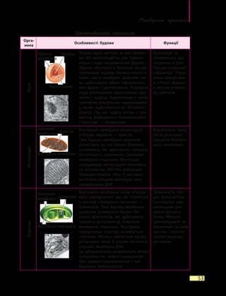 Мембранні органели
53
Двомембранні органели
Орга-
нела
Особливості будови Функції
Ядро
Форма ядра частіше за все сферич-
на або еліпсоподібна, але трапля-
ються і ядра неправильної форми.
Ядерна оболонка в багатьох місцях
пронизана порами. Велика кількість
таких пор у мембрані дозволяє лег-
ко здійснювати обмін інформацією
між ядром і цитоплазмою. Усере­дині
ядра розташовані каріоплазма, хро-
матин і ядерце. Каріоплазма є напів-
прозорим внутрішнім середовищем,
у  якому відбуваються всі біохімічні
реакції. Під час поділу клітин з хро-
матину формуються паличкоподібні
структури — хромосоми
Відповідає за
збереження, від-
творення й  реа-
лізацію спадкової
інформації. Керує
всіма процесами
в  клітині. Ядерце
є місцем утворен-
ня рибосом
Мітохондрії
Внутрішня мембрана мітохондрій
утворює вирости — кристи.
Така будова мембрани дозволяє
розмістити на ній багато білкових
комплексів, які здійснюють процеси
біологічного окиснення. Зовнішня
мембрана гладенька. Внутрішнє
середовище мітохондрій називаєть-
ся матриксом. Містять рибосоми
прокаріотичного типу. У матриксі
містяться кільцеві молекули міто-
хондріальної ДНК
Виробляють енер-
гію в результаті
процесів біологіч-
ного окиснення
Пластиди
Внутрішня мембрана може утворю-
вати відокремлені від неї структури
у вигляді сплощених мішечків —
тилакоїдів. Така будова мембрани
дозволяє розмістити багато біл-
кових комплексів, які здійснюють
процеси фотосинтезу. Зовнішня
мембрана гладенька. Внутрішнє
середовище пластид називається
стромою. Містять рибосоми прока-
ріотичного типу. У стромі містяться
кільцеві молекули ДНК.
За забарвленням розрізняють зелені
(хлоропласти), жовто-помаранчеві
або червоні (хромопласти) і зне-
барвлені (лейкопласти)
Здійснюють про-
цес фотосинтезу.
Синтезують ряд
необхідних для
цього процесу
білків. Можуть
забезпечувати за-
барвлення органів
рослин і накопи-
чувати резервні
речовини
Каріоплазма
Кристи
Тилакоїди
ЯдерцеЯдерна
мембрана
Зовнішня
мембрана
Зовнішня
мембрана
Внутрішня мембрана
Внутрішня мембрана
 