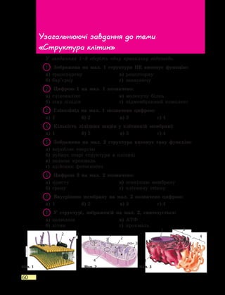 60
У завданнях 1–9 оберіть одну правильну відповідь.
1	 Зображена на мал. 1 структура НЕ виконує функцію:
а)	 транспортну	 в)	 рецепторну
б)	 бар’єрну	 г)	 запасаючу
2	 Цифрою 1 на мал. 1 позначено:
а)	 глікокалікс	 в)	 молекулу білка
б)	 шар ліпідів	 г)	 підмембранний комплекс
3	 Гліколіпід на мал. 1 позначено цифрою:
а)	 1	 б)	2	 в)	3	 г)	4
4	 Кількість ліпідних шарів у клітинній мембрані:
а)	 1	 б)	2	 в)	3	 г)	4
5	 Зображена на мал. 2 структура виконує таку функцію:
а)	 виробляє енергію
б)	 руйнує старі структури в клітині
в)	 запасає крохмаль
г)	 здійснює фотосинтез
6	 Цифрою 3 на мал. 2 позначено:
а)	 кристу	 в)	 зовнішню мембрану
б)	 грану	 г)	 клітинну стінку
7	 Внутрішню мембрану на мал. 2 позначено цифрою:
а)	 1	 б)	2	 в)	3	 г)	4
8	 У структурі, зображеній на мал. 2, синтезується:
а)	 целюлоза	 в)	 АТФ
б)	 хітин	 г)	 крохмаль
Узагальнюючі завдання до теми
«Структура клітин»
1
2 3
4
4
1
2
32
4
3
1
Мал. 1 Мал. 2 Мал. 3
 