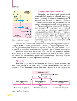 Тема 3
64
Гліколіз та його значення
Гліколіз — це біохімічний процес, який
зазвичай відбувається в усіх клітинах орга-
нізму і є одним із джерел постачання АТФ
для клітини. Крім того, у процесі гліколізу
утворюються сполуки, які використовуються
в наступних процесах клітинного дихання.
Процес гліколізу включає 10 біохіміч-
них реакцій. У результаті цих реакцій
утворюється дві молекули пірувату (піро-
виноградної кислоти). Крім того, у процесі
гліколізу витрачається дві й синтезується
чотири молекули АТФ. Відповідно, з кож-
ної молекули глюкози клітина отримує дві
молекули пірувату і дві молекули АТФ
(мал. 14.2).
Гліколіз не є аж таким енергетично вигідним процесом: дві мо-
лекули АТФ — це не дуже багато. Однак цей процес простий, надій-
ний і дуже швидкий! Він виник ще на ранніх стадіях життя і зараз
є одним з основних метаболічних процесів усіх живих організмів.
Великою перевагою гліколізу є те, що він не потребує кисню.
Саме тому м’язи людини можуть працювати навіть в умовах неста-
чі кисню під час великих фізичних навантажень. Потрібну енергію
вони отримують завдяки процесу гліколізу.
Бродіння
Бродіння — це процес окиснення вуглеводів, який відбувається
без участі кисню й дає змогу клітинам отримувати енергію у вигляді
молекул АТФ. Першим етапом бродіння є гліколіз. А на наступному
Мал. 14.3. Типи бродіння
Глюкоза C6
H12
O6
Молочна кислота
C3
H6
O3
Етиловий спирт
C2
H5
OH
Оцтова (етанова) кислота
CH3
COOH
Піруват C3
H4
O3
Молочнокисле бродіння Спиртове бродіння Оцтовокисле бродіння
2АТФ
+ CO2
+ CO2
Мал. 14.2. Схема гліколізу
Стадія
витрачання
енергії
Стадія
віддачі енергії
2 C3
H4
O3
Дві молекули
пірувату
C6
H12
O6
Глюкоза
2 АТФ 2 АДФ
4 АДФ 4 АТФ
+ 2 H2
O
 