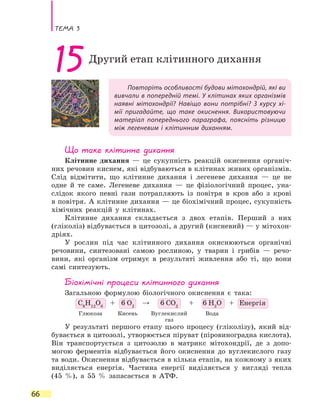 Тема 3
66
Повторіть особливості будови мітохондрій, які ви
вивчали в попередній темі. У клітинах яких організмів
наявні мітохондрії? Навіщо вони потрібні? З курсу хі-
мії пригадайте, що таке окиснення. Використовуючи
матеріал попереднього параграфа, поясніть різницю
між легеневим і клітинним диханням.
15Другий етап клітинного дихання
Що таке клітинне дихання
Клітинне дихання — це сукупність реакцій окиснення органіч-
них речовин киснем, які відбуваються в клітинах живих організмів.
Слід відмітити, що клітинне дихання і легеневе дихання — це не
одне й те саме. Легеневе дихання — це фізіологічний процес, уна-
слідок якого певні гази потрапляють із повітря в кров або з крові
в повітря. А клітинне дихання — це біохімічний процес, сукупність
хімічних реакцій у  клітинах.
Клітинне дихання складається з двох етапів. Перший з них
(гліколіз) відбувається в цитозолі, а другий (кисневий) — у мітохон­
дріях.
У рослин під час клітинного дихання окиснюються органічні
речовини, синтезовані самою рослиною, у тварин і грибів — речо-
вини, які організм отримує в результаті живлення або ті, що вони
самі синтезують.
Біохімічні процеси клітинного дихання
Загальною формулою біологічного окиснення є така:
C6
H12
O6
+ 6 O2
→ 6 CO2
+ 6 H2
O + Енергія
Глюкоза Кисень Вуглекислий
газ
Вода
У результаті першого етапу цього процесу (гліколізу), який від-
бувається в цитозолі, утворюється піруват (піровиноградна кислота).
Він транспортується з цитозолю в матрикс мітохондрії, де з допо-
могою ферментів відбувається його окиснення до вуглекислого газу
та води. Окиснення відбувається в кілька етапів, на кожному з яких
виділяється енергія. Частина енергії виділяється у вигляді тепла
(45  %), а 55 % запасається в АТФ.
 