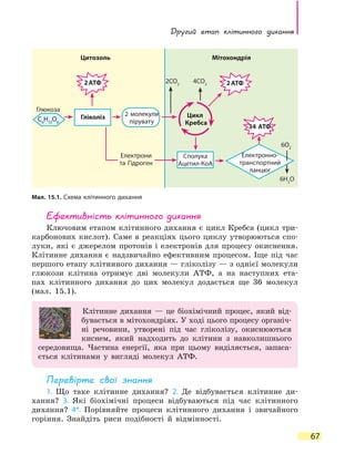 Другий етап клітинного дихання
67
Ефективність клітинного дихання
Ключовим етапом клітинного дихання є цикл Кребса (цикл три-
карбонових кислот). Саме в реакціях цього циклу утворюються спо-
луки, які є джерелом протонів і електронів для процесу окиснення.
Клітинне дихання є надзвичайно ефективним процесом. Іще під час
першого етапу клітинного дихання — гліколізу — з однієї молекули
глюкози клітина отримує дві молекули АТФ, а на наступних ета-
пах клітинного дихання до цих молекул додається ще 36 молекул
(мал.  15.1).
Клітинне дихання — це біохімічний процес, який від-
бувається в мітохондріях. У ході цього процесу органіч-
ні речовини, утворені під час гліколізу, окиснюються
киснем, який надходить до клітини з  навколишнього
середовища. Частина енергії, яка при цьому виділяється, запаса-
ється клітинами у вигляді молекул АТФ.
Перевірте свої знання
1. Що таке клітинне дихання? 2. Де відбувається клітинне ди-
хання? 3. Які біохімічні процеси відбуваються під час клітинного
дихання? 4*. Порівняйте процеси клітинного дихання і  звичайного
горіння. Знайдіть риси подібності й відмінності.
Мал. 15.1. Схема клітинного дихання
Цитозоль Мітохондрія
Глюкоза
C6
H12
O6
Гліколіз 2 молекули
пірувату
Електрони
та Гідроген
2 АТФ 2 АТФ
34 АТФ
Сполука
Ацетил-КоА
Цикл
Кребса
Електронно-
транспортний
ланцюг
6H2
O
6O2
2CO2
4CO2
 