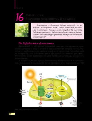 Тема 3
68
Повторіть особливості будови пластид, які ви
вивчали в попередній темі. У яких організмів у кліти-
нах є пластиди? Навіщо вони потрібні? Пригадайте
будову хлоропласта. Скільки мембран входить до його
складу? Які структури утворює внутрішня мембрана
хлоропласта?
16 Фотосинтез.
Значення фотосинтезу й дихання
Де відбувається фотосинтез
Фотосинтез — це процес утворення живими організмами орга-
нічних речовин з неорганічних з використанням енергії світла. Фо-
тосинтез здійснюють як одноклітинні живі організми (ціанобактерії
та водорості), так і багатоклітинні (водорості та наземні рослини).
Фотосинтез може відбуватися в усіх частинах організму, що містять
хлоропласти.
У клітинах рослин процес фотосинтезу відбувається в хлороплас-
тах. Предками хлоропластів були прокаріотичні ціанобактерії. Ці
Мал. 16.1. Схема фотосинтезу
Хлоропласт
Світло
H2
O CO2
Глюкоза
АДФ Ф
O2
НАДФH2
НАДФ+
Реакції
світлової
фази
Реакції,
що не залежать
від світла
Цикл
Кальвіна
АТФ
 