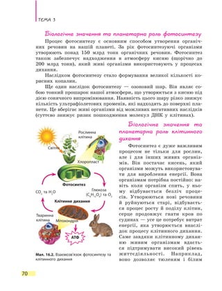 Тема 3
70
Біологічне значення та планетарна роль фотосинтезу
Процес фотосинтезу є основним способом утворення органіч-
них речовин на нашій планеті. За рік фотосинтезуючі організми
утворюють понад 150 млрд тонн органічних речовин. Фотосинтез
також забезпечує надходження в атмосферу кисню (щорічно до
200  млрд  тонн), який живі організми використовують у процесах
дихання.
Наслідком фотосинтезу стало формування великої кількості ко-
рисних копалин.
Ще один наслідок фотосинтезу — озоновий шар. Він являє со-
бою тонкий прошарок нашої атмосфери, що утворюється з кисню під
дією сонячного випромінювання. Наявність цього шару різко знижує
кількість ультрафіолетових променів, які надходять до поверхні пла-
нети. Це вберігає живі організми від можливих негативних наслідків
(суттєво знижує ризик пошкодження молекул ДНК у клітинах).
Біологічне значення та
планетарна роль клітинного
дихання
Фотосинтез є дуже важливим
процесом не тільки для рослин,
але і для інших живих організ-
мів. Він постачає кисень, який
організми можуть використовува-
ти для вироблення енергії. Вона
організмам потрібна пос­тійно: на-
віть коли організм спить, у ньо-
му відбувається безліч проце-
сів. Утворюються нові речовини
й  руйнуються старі, відбуваєть-
ся процес росту й поділу клітин,
серце продовжує гнати кров по
судинах — усе це потребує витрат
енергії, яка утворюється внаслі-
док процесу клітинного дихання.
Саме завдяки клітинному дихан-
ню живим організмам вдаєть-
ся підтри­мувати високий рівень
життєдіяльності. Наприклад,
воно дозволяє тюленям і білим
Мал. 16.2. Взаємозв’язок фотосинтезу та
клітинного дихання
Фотосинтез
Клітинне дихання
CO2
та H2
O Глюкоза
(C6
H12
O6
) та O2
АТФ
Тваринна
клітина
Рослинна
клітина
Світло
Хлоропласт
Мітохондрія
 