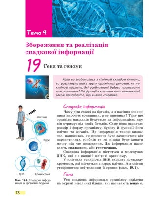 78
Коли ви знайомилися з хімічним складом клітини,
ви розглянули таку групу органічних речовин, як ну-
клеїнові кислоти. Які особливості будови притаманні
цим речовинам? Які функції в клітинах вони виконують?
Також пригадайте, що вивчає генетика.
19Гени та геноми
Спадкова інформація
Чому діти схожі на батьків, а з насіння соняш-
ника виростає соняшник, а не пшениця? Тому що
організм нащадків будується за інформацією, яку
він отримує від своїх батьків. Саме вона визначає
розмір і форму організму, будову й функції його
клітин та органів. Ця інформація також визна-
чає, наприклад, як пшениця буде захищатися від
паразитичних грибків та як кішка буде хапати
мишу під час полювання. Цю інформацію нази-
вають спадковою, або генетичною.
Спадкова інформація міститься в молекулах
ДНК, які є в кожній клітині організму.
У клітинах еукаріотів ДНК входить до складу
хромосом, які містяться в ядрах клітин. А з клітин
утворюються всі тканини й органи (мал. 19.1).
Гени
Уся спадкова інформація організму поділена
на окремі невеличкі блоки, які називають генами.
Тема 4
Збереження та реалізація
спадкової інформації
Мал. 19.1. Спадкова інфор-
мація в організмі людини
Клітина
Ядро
ХромосомаДНК
 