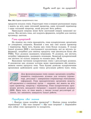 Будова генів про- та еукаріотів
83
продукти кількох генів. Структурні гени в опероні розташовані поряд
і мають на всіх один спільний промотор, один спільний термінатор
і один спільний оператор, який регулює його роботу.
Прикладом оперона може бути лактозний оперон кишкової па-
лички. Він містить гени, які кодують ферменти, потрібні для синтезу
вуглеводу лактози.
Гени еукаріотів
На відміну від генів прокаріотів, гени еукаріотичних організмів
не утворюють оперонів. Кожний з них має свої власні промотор
і  термінатор. Крім того, будова цих генів більш складна. У складі
їхньої ділянки ДНК є послідовності нуклеотидів, які не містять ін-
формації, потрібної для синтезу продукту гена (молекули білка або
РНК). Такі ділянки називають інтронами. Ті ділянки, які містять
потрібну інформацію, називають екзонами. Зазвичай еукаріотичний
ген містить по кілька інтронів та екзонів (мал. 20.3).
Важливою частиною еукаріотичних генів є регуляторні ділянки.
З  допомогою цих ділянок клітина може прискорювати або вповіль-
нювати синтез продукту гена. Така будова дозволяє еукаріотичним
організмам здійснювати дуже тонку регуляцію роботи їхніх генів.
Для функціонування генів живих організмів потрібна
наявність спеціальних ділянок для початку (промо-
тор), регуляції і завершення (термінатор) зчитування
інформації. Гени прокаріотичних організмів можуть
об’єднуватися в спеціальні групи — оперони, які мають на всіх
один промотор, оператор і термінатор. Гени еукаріотичних орга-
нізмів містять некодуючі (інтрони) і кодуючі (екзони) ділянки
ДНК. Крім того, ці гени мають у своєму складі регуляторні ді-
лянки, які змінюють швидкість їхньої роботи.
Перевірте свої знання
1. Навіщо генам потрібен промотор? 2. Навіщо генам потрібен
термінатор? 3. Що таке оперон? 4. Що таке інтрони? 5. Порівняйте
між собою гени прокаріотів та еукаріотів.
Інтрон 1 Інтрон 2Екзон 1 Екзон 2 Екзон 3 Термінатор Кодуючий
ланцюг ДНК
Промотор
Мал. 20.3. Будова еукаріотичного гена
Регуляторна
ділянка
 
