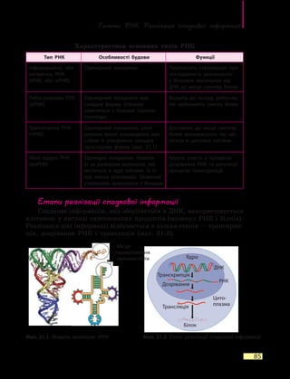 Геноми. РНК. Реалізація спадкової інформації
85
Характеристика основних типів РНК
Тип РНК Особливості будови Функції
Інформаційна, або
матрична, РНК
(іРНК, або мРНК)
Одинарний ланцюжок Переносить інформацію про
послідовність амінокислот
у  білкових молекулах від
ДНК до місця синтезу білків
Рибосомальна РНК
(рРНК)
Одинарний ланцюжок має
складну форму, утворює
комплекси з білками (нуклео-
протеїди)
Входить до складу рибосом,
які здійснюють синтез білків
Транспортна РНК
(тРНК)
Одинарний ланцюжок, різні
ділянки якого взаємодіють між
собою й утворюють складну
просторову форму (мал. 21.1)
Доставляє до місця синтезу
білків амінокислоти, які міс-
тяться в цитозолі клітини
Малі ядерні РНК
(мяРНК)
Одинарні ланцюжки. Невели-
кі за розміром молекули, які
містяться в ядрі клітини. Їх іс-
нує кілька різновидів. Зазвичай
утворюють комплекси з  білками
Беруть участь у процесах
дозрівання РНК та регуляції
процесів транскрипції
Етапи реалізації спадкової інформації
Спадкова інформація, яка зберігається в ДНК, використовується
клітиною у вигляді синтезованих продуктів (молекул РНК і білків).
Реалізація цієї інформації відбувається в кілька етапів — транскрип-
ція, дозрівання РНК і трансляція (мал. 21.2).
Мал. 21.1. Модель молекули тРНК Мал. 21.2. Етапи реалізації спадкової інформації
Білок
Ядро
Цито-
плазма
ДНК
Трансляція
Місце
прикріп­лення
амінокислоти
Дозрівання
Транскрипція
РНК
 