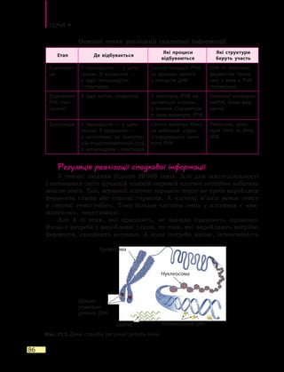 Тема 4
86
Основні етапи реалізації спадкової інформації
Етап Де відбувається
Які процеси
відбуваються
Які структури
беруть участь
Транскрип-
ція
У прокаріотів — у цито-
плазмі. В еукаріотів  —
у  ядрі, мітохондріях
і  пластидах
Синтез ланцюга іРНК
за зразком одного
з  ланцюгів ДНК
ДНК та комплекс
фер­ментів, голов­
ним з яких є РНК-
полімераза
Дозрівання
РНК (про-
цесинг)
В ядрі клітин еукаріотів З молекули іРНК ви-
даляються інтрони,
а  екзони з’єднуються
в одну молекулу іРНК
Невеликі молекули
мяРНК, білки-фер-
менти
Трансляція У прокаріотів — у цито­
плазмі. В еукаріотів —
у  ци­то­плазмі, на грануляр-
ній ендоплазматичній сітці,
в  мітохондріях і пластидах
Синтез молекул білка
на рибосомі згідно
з  інформацією моле-
кули РНК
Рибосоми, моле-
кули тРНК та іРНК,
АТФ
Регуляція реалізації спадкової інформації
У геномі людини більше 20 000 генів. Але для життєдіяльності
і виконання своїх функцій кожній окремій клітині потрібно набагато
менше генів. Так, нервовій клітині зорового нерву не треба виробляти
ферменти слини або статеві гормони. А клітині м’язів немає сенсу
в синтезі гемоглобіну. Тому більша частина генів у клітинах є «ви-
мкненою», неактивною.
Але й ті гени, які працюють, не завжди працюють однаково.
Якщо є потреба у виробленні слини, то гени, які виробляють потрібні
ферменти, працюють активно. А коли потреба минає, інтенсивність
Мал. 21.3. Деякі способи регуляції роботи генів
Хромосома
мяРНК
Нуклеосома
Метилювання ДНК
Щільно
упаковані
ділянки ДНК CH3
CH3 CH3
 
