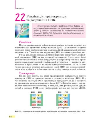 Тема 4
88
Ви вже ознайомилися з особливостями будови мо-
лекул нуклеїнових кислот та функціями, які вони вико-
нують у клітині. Пригадайте, які нуклеотиди входять
до складу ДНК і РНК. Які етапи реалізації спадкової ін-
формації вам відомі?
22Реплікація, транскрипція
та дозрівання РНК
Реплікація
Під час розмноження клітин кожна дочірня клітина отримує від
материнської однаковий набір молекул ДНК. Це можливо завдяки
тому, що перед поділом клітини молекула ДНК материнської клітини
подвоюється. Такий процес подвоєння ДНК називають реплікацією.
У ході реплікації спеціальні білки-ферменти розкручують подвій-
ний ланцюжок ДНК на два одинарні ланцюжки. Після цього інші
ферменти на кожній з ниток добудовують її дзеркальну копію за прин-
ципом комплементарності: тимідиловий нуклеотид — навпроти аде-
нілового, а гуаніловий — навпроти цитиділового (мал. 22.1). Таким
чином організм отримує дві однакові копії ДНК, які можна розподі-
лити між дочірніми клітинами після поділу материнської клітини.
Транскрипція
Як ви вже знаєте, на етапі транскрипції відбувається синтез
молекули іРНК за зразком одного з ланцюгів молекули ДНК. Під
час синтезу молекули РНК нуклеотиди приєднуються до її ланцюга
за принципом комплементарності (мал. 22.1). Зверніть увагу, що на-
впроти аденілового нуклеотиду в ланцюзі ДНК розміщується уриди-
ловий у ланцюзі РНК (а не тимідиловий, як під час синтезу ДНК).
А А
А А
Т У
Т Т
Г Г
Г Г
Ц Ц
Ц Ц
ДНК ДНК ДНК РНК
Реплікація Транскрипція
Мал. 22.1. Принцип комплементарності в розміщенні нуклеотидів у ланцюгах ДНК і РНК
 