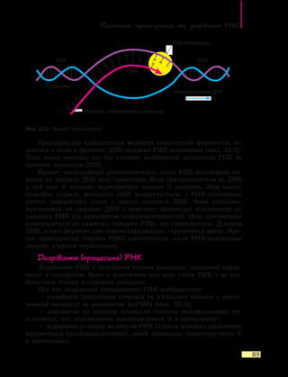 Реплікація, транскрипція та  дозрівання РНК
89
Транскрипція здійснюється великим комплексом ферментів, го-
ловним з яких є фермент ДНК-залежна РНК-полімераза (мал. 22.2).
Така назва означає, що він створює полімерний ланцюжок РНК за
зразком молекули ДНК.
Процес транскрипції розпочинається, коли РНК-полімераза ви-
являє на ланцюзі ДНК зону промотора. Вона прикріплюється до ДНК
у цій зоні й починає пересуватися вздовж її ланцюга. При цьому
подвійна спіраль молекули ДНК розкручується, і РНК-полімераза
зчитує інформацію лише з одного ланцюга ДНК. Вона розпізнає
нуклеотиди на ланцюзі ДНК і приєднує відповідні нуклеотиди до
ланцюга РНК (за принципом комплементарності). Нові нуклеотиди
приєднуються до «хвоста» ланцюга РНК, що синтезується. Ділянка
ДНК, з якої фермент уже зчитав інформацію, скручується знову. Про-
цес транскрипції (синтез РНК) закінчується, коли РНК-полімераза
досягає ділянки термінатора.
Дозрівання (процесинг) РНК
Дозрівання РНК є важливим етапом реалізації спадкової інфор-
мації в еукаріотів. Воно є властивим для всіх типів РНК і не від-
бувається тільки в окремих випадках.
Під час дозрівання (процесингу) РНК відбувається:
— сплайсинг (виділення інтронів та з’єднання екзонів у синте-
зованій молекулі за допомогою мяРНК) (мал. 22.3);
— додавання до початку молекули кількох модифікованих ну-
клеотидів, які допомагають транспортувати її в цитоплазму;
— додавання до кінця молекули РНК кількох молекул аденілових
нуклеотидів (поліаденілювання), який допомагає транспортувати її
в цитоплазму.
Мал. 22.2. Процес транскрипції
Промотор
ДНК
Розкручування ДНК
Початок синтезованого ланцюга
ДНК
РНК
РНК-полімераза
Т
Т Т Т
Т
A
У
У
А
А А А А А
У
A
Ц
Ц
Ц
Г
Г
Г
Г
Х
Х
Х
Х
Х
Х
 