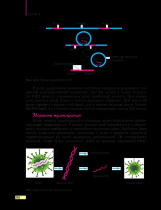 Тема 4
90
Процес дозрівання дозволяє клітинам еукаріотів проводити так
званий альтернативний сплайсинг, під час якого з однієї молеку-
ли РНК можуть утворюватися різні комбінації екзонів. При цьому
утворюються різні білки з одного вихідного варіанта. Про масштаб
цього процесу свідчить той факт, що в геномі людини трохи більше
20 000 генів, а в клітинах наявних білків нараховують понад 250 тисяч.
Зворотна транскрипція
Крім процесу транскрипції в клітинах може відбуватися процес
зворотної транскрипції. У цьому процесі події відбуваються у зворот-
ному порядку порівняно зі звичайною транскрипцією. Здійснює його
також комплекс ферментів, головним з яких є фермент зворотна
транскриптаза (її часто називають ревертазою). Це спеціальний
фермент, який будує ланцюжок ДНК за зразком ланцюжка РНК.
Мал. 22.3. Процес дозрівання РНК
Мал. 22.4. Зворотна транскрипція
Геном клітини
Вірусна ДНКВірус Новий вірус
Вірусна РНК
Екзон 1
З’єднані екзони
Екзон 2
Інтрон, що вирізано
з ланцюга
мяРНК
мяРНК
Екзон 1 Екзон 2Інтрон
Екзон 1 Екзон 2
РНК
 