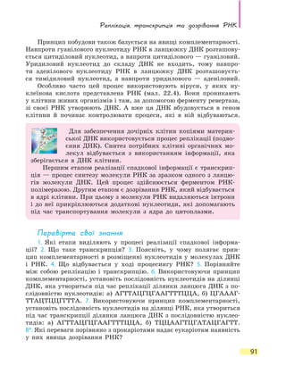 Реплікація, транскрипція та  дозрівання РНК
91
Принцип побудови також базується на явищі комплементарності.
Навпроти гуанілового нуклеотиду РНК в ланцюжку ДНК розташову-
ється цитиділовий нуклеотид, а напроти цитиділового — гуаніловий.
Уридиловий нуклеотид до складу ДНК не входить, тому навпро-
ти аденілового нуклеотиду РНК в ланцюжку ДНК розташовуєть-
ся тимідиловий нуклеотид, а навпроти уридилового — аденіловий.
Особливо часто цей процес використовують віруси, у яких ну-
клеїнова кислота представлена РНК (мал. 22.4). Вони проникають
у клітини живих організмів і там, за допомогою ферменту ревертаза,
зі своєї РНК утворюють ДНК. А вже ця ДНК вбудовується в геном
клітини й починає контролювати процеси, які в ній відбуваються.
Для забезпечення дочірніх клітин копіями материн-
ської ДНК використовується процес реплікації (подво-
єння ДНК). Синтез потрібних клітині органічних мо-
лекул відбувається з використанням інформації, яка
зберігається в ДНК клітини.
Першим етапом реалізації спадкової інформації є транскрип-
ція — процес синтезу молекули РНК за зразком одного з ланцю-
гів молекули ДНК. Цей процес здійснюється ферментом РНК-
полімеразою. Другим етапом є дозрівання РНК, який відбувається
в ядрі клітини. При цьому з молекули РНК видаляються інтрони
і до неї прикріплюються додаткові нуклеотиди, які допомагають
під час транспортування молекули з ядра до цитоплазми.
Перевірте свої знання
1. Які етапи виділяють у процесі реалізації спадкової інформа-
ції? 2. Що таке транскрипція? 3. Поясніть, у чому полягає прин-
цип комплементарності в розміщенні нуклеотидів у молекулах ДНК
і РНК. 4.  Що відбувається у ході процесингу РНК? 5. Порівняйте
між собою реплікацію і транскрипцію. 6. Використовуючи принцип
комплементарності, установіть послідовність нуклеотидів на ділянці
ДНК, яка утвориться під час реплікації ділянки ланцюга ДНК з по-
слідовністю нуклеотидів: а) АГТТАЦГЦГААГТТТЦЦА, б) ЦГАААГ-
ТТАЦТЦЦГГТТА. 7. Використовуючи принцип комплементарності,
установіть послідовність нуклеотидів на ділянці РНК, яка утвориться
під час транскрипції ділянки ланцюга ДНК з послідовністю нуклео­
тидів: а) АГТТАЦГЦГААГТТТЦЦА, б) ТЦЦААГТЦГАТАЦГАГТТ.
8*. Які переваги порівняно з прокаріотами надає еукаріотам наявність
у них явища дозрівання РНК?
 