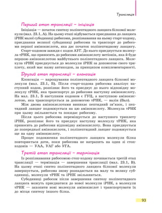Трансляція
93
Перший етап трансляції — ініціація
Ініціація — початок синтезу поліпептидного ланцюга білкової моле-
кули (мал. 23.1, А). На цьому етапі відбувається приєднання до ланцюга
іРНК малої субодиниці рибосоми, розпізнавання на ньому старт-кодону,
приєднання великої субодиниці рибосоми та транспорт до рибосо-
ми першої амінокислоти, яка дає початок поліпептидному ланцюгу.
Старт-кодоном завжди є кодон АУГ. До нього приєднується молеку-
ла тРНК, що приносить до рибосоми амінокислоту метіонін, яка й буде
першою амінокислотою майбутнього поліпептидного ланцюга. Моле-
кула тРНК приєднується до молекули іРНК за допомогою свого три-
плету, який має назву антикодон, за принципом комплементарності.
Другий етап трансляції — елонгація
Елонгація — нарощування поліпептидного ланцюга білкової мо-
лекули (мал. 23.1, Б). Після старт-кодона рибосома аналізує на-
ступний кодон, розпізнає його та приєднує до нього відповідну мо-
лекулу тРНК, яка транспортує до рибосоми наступну амінокислоту.
На  мал.  23.1, Б наступним кодоном є ГУЦ, а наступною амінокис-
лотою, яка транспортується за допомогою тРНК, — валін (Вал).
Між двома амінокислотами виникає пептидний зв’язок, і пеп-
тидний ланцюг подовжується на цю амінокислоту. Молекула тРНК
при цьому звільняється та покидає рибосому.
Після цього рибосома переміщується до наступного триплету
іРНК, розпізнає його та приєднує наступну молекулу тРНК, яка
приносить до рибосоми відповідну амінокислоту. Вона приєднується
до попередньої амінокислоти, і поліпептидний ланцюг подовжується
ще на одну амінокислоту.
Процес подовження поліпептидного ланцюга молекули білка
повторюється доти, поки рибосома не натрапить на один зі стоп-
кодонів  — УАА, УАГ або УГА.
Третій етап трансляції — термінація
Із розпізнавання рибосомою стоп-кодону починається третій етап
трансляції — термінація — завершення трансляції (мал. 23.1, В).
На цьому етапі синтез поліпептидного ланцюга білкової молекули
завершується, рибосома знову розпадається на малу та велику суб­
одиниці, молекули тРНК та іРНК звільняються.
Субодиниці рибосом після завершення синтезу поліпептидного
ланцюга можуть приєднатися до нової молекули іРНК, а молекули
тРНК — захопити нові молекули амінокислот і транспортувати їх
до місця синтезу іншого білка.
 