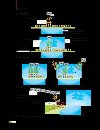 Тема 4
94
Мал. 23.1. Схема трансляції
Мала субодиниця
рибосоми
Напрямок
руху іРНК
Утворення пептидного зв’язку
Закінчення синтезу білка
Проникнення в рибосому наступної тРНК
з амінокислотою
Антикодон
А. Ініціація
Б. Елонгація
В. Термінація
Приєднання великої
субодиниці рибосоми
Стоп-кодон
(УАА, УАТ, УГА)
Синтезована
молекула білка
Амінокислота
Мет
А АУ УУ УУ УУ УГ ГГ ГЦ ЦЦ Ц
А А
У
УУ
У
У
Ц
Ц
АУ Ц
Мет Вал
У У
Мет
Антикодон
А АЦ ЦГ Г
А
У
Ц
Мет Вал
А
А
Г
Фен
А
А
Г
Мет
Мет
Вал Фен
Лей Фен
У У У У У У ГГГГ У
У А
А АЦ Ц Ц Ц Ц
Ц
У У У У У У У У ГГГГ У
У А
А АЦ Ц Ц Ц Ц
Ц
 