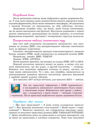 Трансляція
95
Дозрівання білка
Після закінчення синтезу може відбуватися процес дозрівання біл-
ка. У ході цього процесу деякі ділянки білків можуть вирізатися спеці-
альними ферментами, білок може змінювати свою форму, об’єднуватися
з іншими білками чи приєднувати до себе небілкову частину.
Дозрівання потрібне тому, що білок, який тільки синтезовано,
ще не здатен виконувати свої функції. Наслідком дозрівання є втрата
деяких амінокислот, розташованих на кінцях ланцюга, та остаточне
формування вторинної, третинної і четвертинної структур молекули.
Використання таблиці генетичного коду
Для того щоб установити послідовність амінокислот, яка зако-
дована на ділянці ДНК, слід використовувати таблицю генетичного
коду на форзаці підручника.
Спочатку, використовуючи принцип комплементарності, визначте
будову ланцюга іРНК, який утворюється на наведеній ділянці ДНК.
Наприклад, ланцюг ДНК: ТАЦГАТ.
Ланцюг іРНК: АУГЦУА.
Потім визначте триплети, які входять до складу іРНК: АУГ та ЦУА.
Перший нуклеотид триплету вказує на рядок, в якому слід шу-
кати амінокислоту, що він кодує, а другий нуклеотид — стовпець.
Комірка, яка відповідає вибраним стовпцю та рядку, містить чо-
тири назви амінокислоти. Та з них, яка потрібна, визначається за
розташуванням навпроти третього нуклеотиду триплету (вказаний
у  крайній правій колонці таблиці).
Для триплету АУГ це буде метіонін, для триплету ЦУА — лейцин.
Під час трансляції інформація з іРНК переводиться
в  послідовність амінокислот синтезованого білка згідно
з генетичним кодом. Відбувається цей процес у рибосо-
мах і складається з трьох етапів — ініціації, елонгації
і термінації. Після трансляції відбувається процес дозрівання білків.
Перевірте свої знання
1. Що таке трансляція? 2. З яких етапів складається трансля-
ція? 3. Яку функцію виконують стоп-кодони? 4. Який кодон є старт-
кодоном? 5. Визначте продукти, які утворюються внаслідок транс­
крипції та наступної трансляції ділянки ДНК: ТАЦАААГГАТТЦАЦТ.
6*. Деякі антибіотики діють на трансляцію в клітинах прокаріотів, але
не діють на трансляцію в клітинах еукаріотів. Чому таке можливо?
 