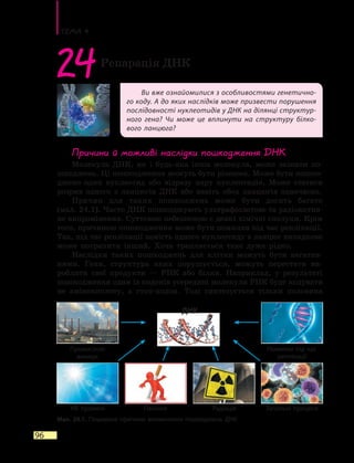 Тема 4
96
Ви вже ознайомилися з особливостями генетично-
го коду. А до яких наслідків може призвести порушення
послідовності нуклеотидів у ДНК на ділянці структур-
ного гена? Чи може це вплинути на структуру білко-
вого ланцюга?
24Репарація ДНК
Причини й можливі наслідки пошкодження ДНК
Молекула ДНК, як і будь-яка інша молекула, може зазнати по-
шкоджень. Ці пошкодження можуть бути різними. Може бути пошко-
джено один нуклеотид або відразу пару нуклеотидів. Може статися
розрив одного з ланцюгів ДНК або навіть обох ланцюгів одночасно.
Причин для таких пошкоджень може бути досить багато
(мал. 24.1). Часто ДНК пошкоджують ультрафіолетове та радіоактив­
не випромінення. Суттєвою небезпекою є деякі хімічні сполуки. Крім
того, причиною пошкодження може бути помилка під час реплікації.
Так, під час реплікації замість одного нуклеотиду в ланцюг випадково
може потрапити інший. Хоча трапляється таке дуже рідко.
Наслідки таких пошкоджень для клітин можуть бути негатив-
ними. Гени, структура яких порушується, можуть перестати ви-
робляти свої продукти — РНК або білки. Наприклад, у результаті
пошкодження один із кодонів усередині молекули РНК буде кодувати
не амінокислоту, а стоп-кодон. Тоді синтезується тільки половина
Промислові
викиди
Помилки під час
реплікації
УФ промені
Мал. 24.1. Поширені причини виникнення пошкоджень ДНК
Паління Радіація Запальні процеси
ДНК
 