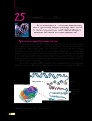 Тема 4
98
Ви вже ознайомилися з органелами еукаріотичних
клітин. Пригадайте, які функції виконує ядро клітини.
Які компоненти входять до складу ядра? Де зберігаєть-
ся спадкова інформація в клітинах прокаріотів?
25Клітинний цикл. Мітоз
Хромосоми еукаріотичних клітин
Як ви вже знаєте, ДНК у ядрах клітин еукаріотів утворює склад-
ний комплекс із білками — хроматин. Хроматин має вигляд нитки
(подвійного ланцюга) ДНК, яка намотується навколо невеличких
білкових кульок, утворених спеціальними білками — гістонами.
Білкові кульки з намотаною ниткою ДНК називають нуклеосомами.
Вони можуть скручуватися у просторі, утворюючи тоненьку спіраль.
А ця спіраль здатна скручуватися в спіраль більшого діаметра, а по-
тім ще більшого й ще (мал. 25.1).
Процес скручування ДНК називають спіралізацією, або конденса-
цією, хроматину. Його результатом є те, що дуже довга нитка ДНК ви-
Мал. 25.1. Упаковування ДНК у ядрі клітини
Хромосома
Нитка ДНК
Нуклеосоми Гістони
Утворення
спіральних
структур
Ядро
 