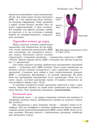 Клітинний цикл. Мітоз
99
являється упакованою в дуже маленькому
об’ємі. Але якщо надто сильно упакувати
ДНК, то з неї неможливо буде зчитува-
ти спадкову інформацію. Тому хроматин
у  ядрах клітин більшу частину часу не
надто спіралізований: ті його ділянки,
які потрібні для роботи клітини, майже
не скручені, а ті, що клітиною в певний
момент не використовуються, спіралізо-
вані сильніше.
Підготовка клітини до поділу
Перед поділом клітини спіралізація
хроматину стає най­дужчою, бо так наба-
гато легше правильно розподілити ДНК
між клітинами, які утворяться внаслі-
док поділу. Наслідком такого ступеня
спіралізації є утворення хромосом — компактних структур із ДНК
і білків. Кожна окрема нитка ДНК з  білками має вигляд палички
(це і є  хромосома).
Але перед поділом клітини відбувається надзвичайно важливий
процес — подвоєння всієї ДНК клітини. Тому кожна хромосома на
початку поділу клітини складається з двох однакових паличок  —
хроматид, з’єднаних між собою в зоні спеціалізованих ділянок
ДНК  — центромер. Центромера є на кожній хроматиді. По різні
боки від центромери розташовані плечі хромосоми. Тому на по-
чатку поділу клітини хромосоми мають Х-подібну (читається як
«ікс-подібну») форму (мал. 25.2).
У клітинах еукаріотів кожна хромосома присутня в ядрі у двох
копіях. Організм отримує по одній копії хромосоми від кожного зі
своїх батьків. Такі хромосоми називають гомологічними.
Клітинний цикл
Клітинний цикл — це період існування клітини від моменту її
утворення шляхом поділу материнської клітини до власного поділу
або загибелі.
Він складається з двох основних частин — процесу поділу й  ін-
терфази. Під час інтерфази в клітинах відбувається багато процесів,
зокрема процес реплікації (подвоєння) ДНК, синтез РНК, білка та ін-
ших речовин. Клітини ростуть і накопичують речовини, необхідні
для наступного поділу.
Мал. 25.2. Будова хромосоми на почат-
ку поділу клітини
Довге
плече
Коротке
плече
Центро-
мера
Хроматиди
 