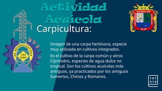 Carpicultura:
Actividad
Acuícola
Imagen de una carpa herbívora, especie
muy utilizada en cultivos integrados.
Es el cultivo de la carpa común y otros
Ciprínidos, especies de agua dulce no
tropical. Son los cultivos acuícolas más
antiguos, ya practicados por los antiguos
Sumerios, Chinos y Romanos.
 