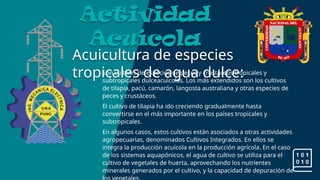 Acuicultura de especies
tropicales de agua dulce:
Actividad
Acuícola
Son cultivos de especies de peces y crustáceos tropicales y
subtropicales dulceacuícolas. Los más extendidos son los cultivos
de tilapia, pacú, camarón, langosta australiana y otras especies de
peces y crustáceos.
El cultivo de tilapia ha ido creciendo gradualmente hasta
convertirse en el más importante en los países tropicales y
subtropicales.
En algunos casos, estos cultivos están asociados a otras actividades
agropecuarias, denominados Cultivos Integrados. En ellos se
integra la producción acuícola en la producción agrícola. En el caso
de los sistemas aquapónicos, el agua de cultivo se utiliza para el
cultivo de vegetales de huerta, aprovechando los nutrientes
minerales generados por el cultivo, y la capacidad de depuración de
 