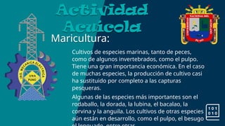 Maricultura:
Actividad
Acuícola
Cultivos de especies marinas, tanto de peces,
como de algunos invertebrados, como el pulpo.
Tiene una gran importancia económica. En el caso
de muchas especies, la producción de cultivo casi
ha sustituido por completo a las capturas
pesqueras.
Algunas de las especies más importantes son el
rodaballo, la dorada, la lubina, el bacalao, la
corvina y la anguila. Los cultivos de otras especies
aún están en desarrollo, como el pulpo, el besugo
 