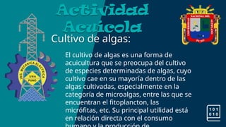 Cultivo de algas:
Actividad
Acuícola
El cultivo de algas es una forma de
acuicultura que se preocupa del cultivo
de especies determinadas de algas, cuyo
cultivo cae en su mayoría dentro de las
algas cultivadas, especialmente en la
categoría de microalgas, entre las que se
encuentran el fitoplancton, las
micrófitas, etc. Su principal utilidad está
en relación directa con el consumo
 